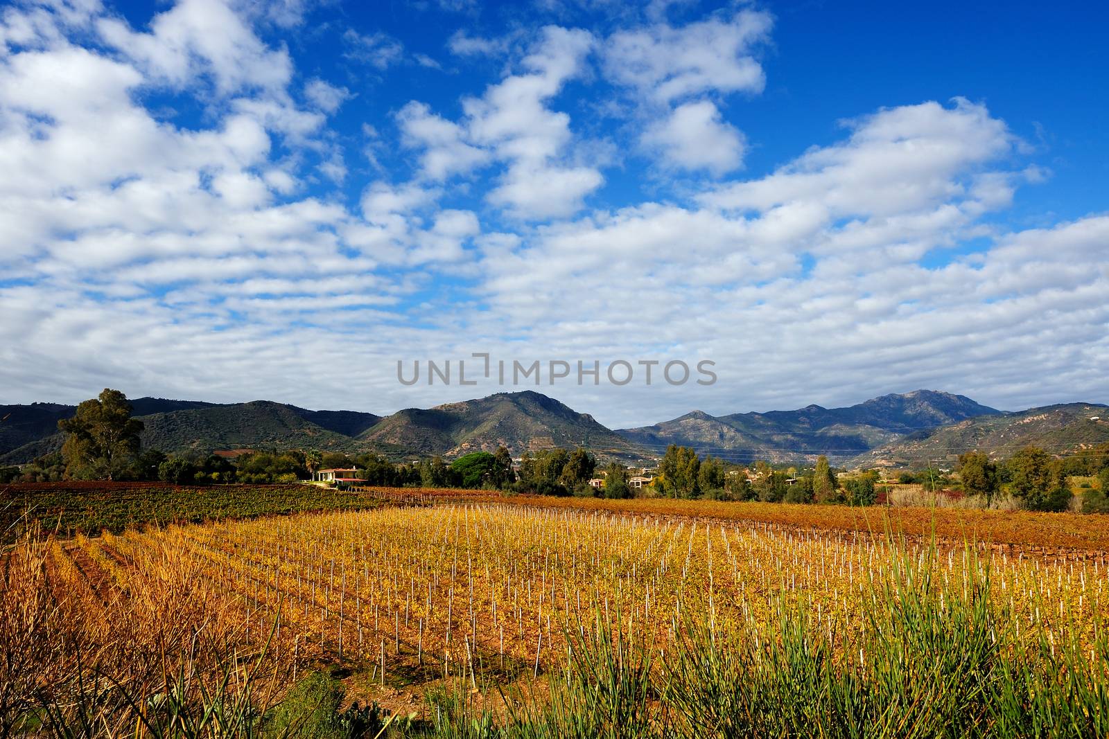 Details of vineyards, rows of vines young and old with the colors of autumn.