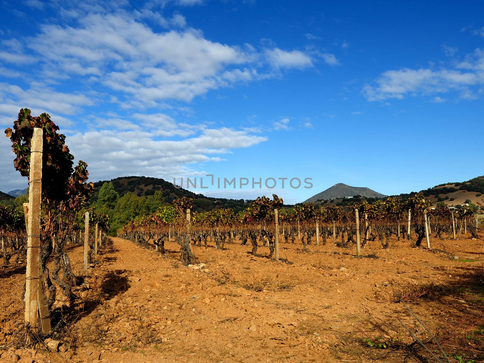 Details of vineyards, rows of vines young and old with the colors of autumn.