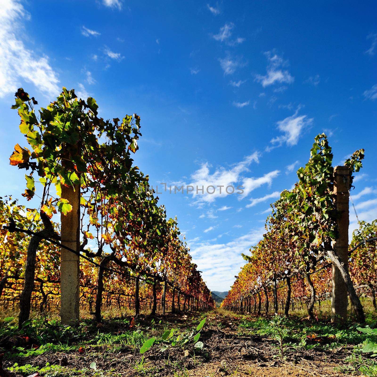 Details of vineyards, rows of vines young and old with the colors of autumn.