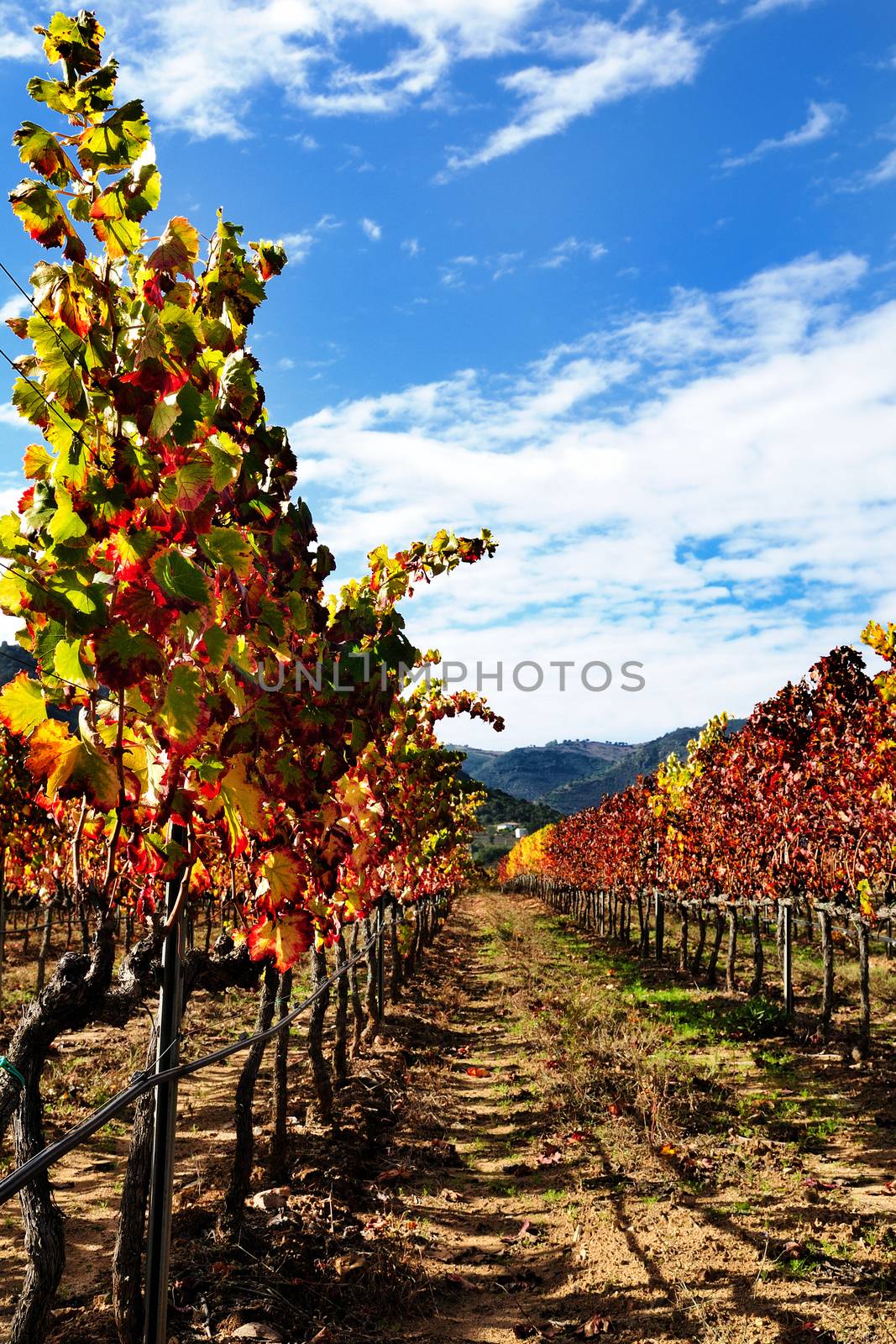Details of vineyards, rows of vines young and old with the colors of autumn.