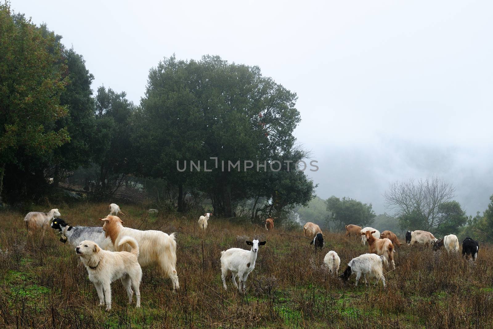 Goats grazing. by francescomoufotografo