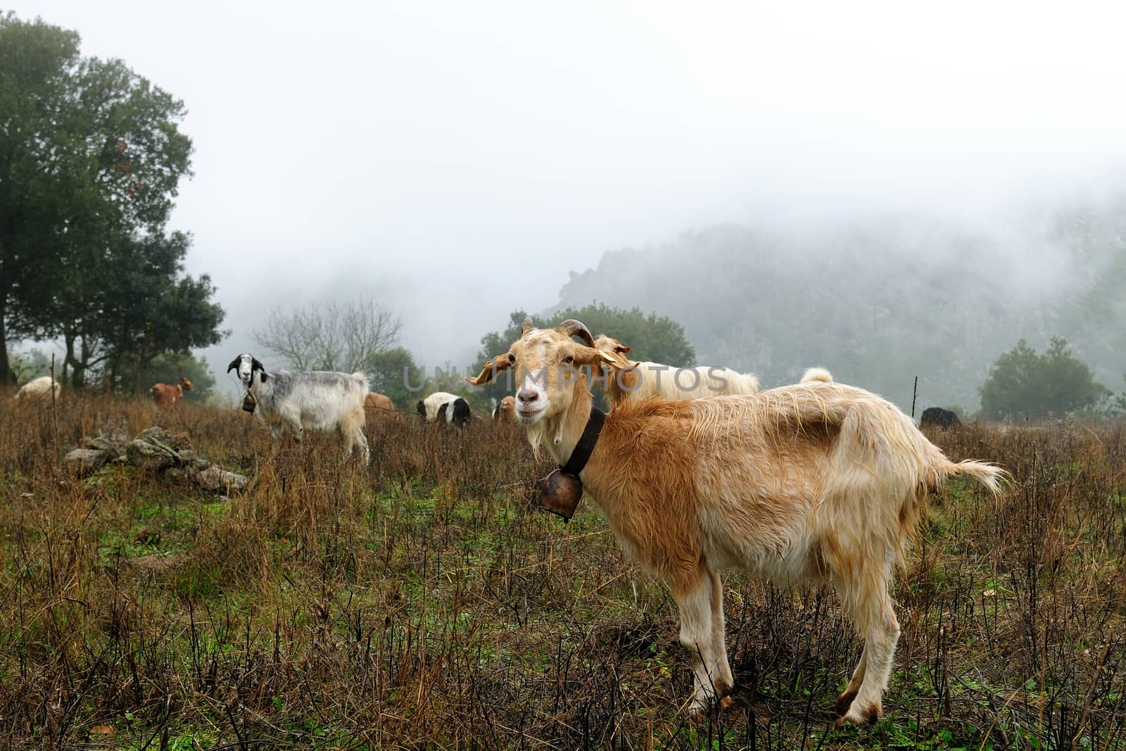 Goats grazing, in the autumn mist in the high mountains.