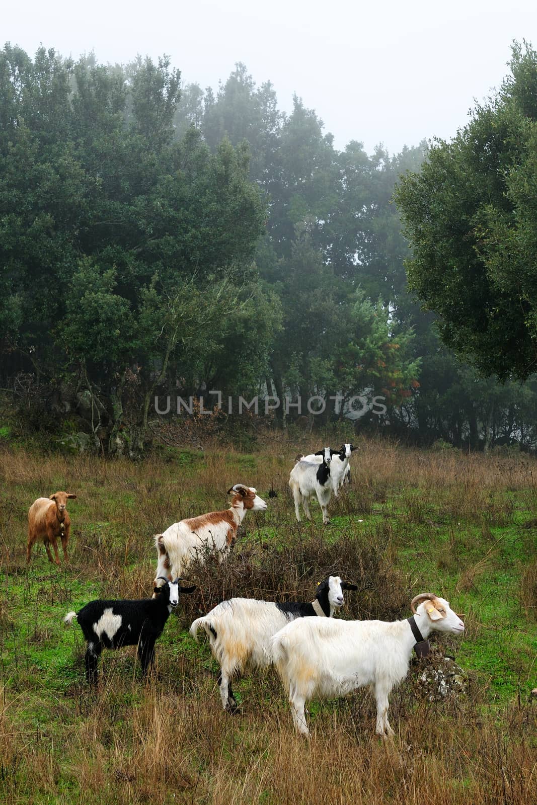 Goats grazing, in the autumn mist in the high mountains.