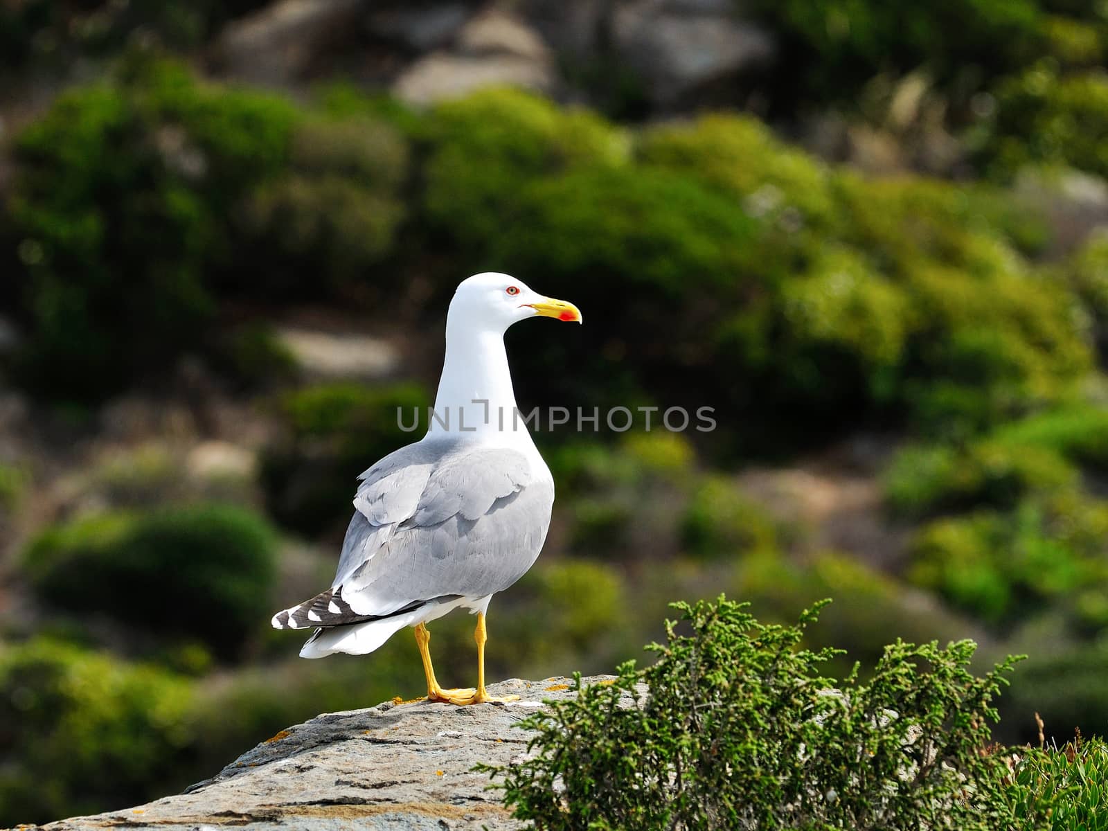 The seagull, sea bird par excellence, posing on a rock.