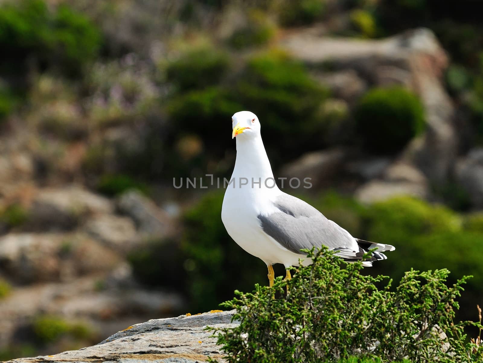 The seagull, sea bird par excellence, posing on a rock.