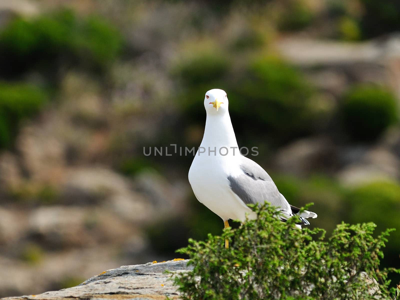 The seagull, sea bird par excellence, posing on a rock.