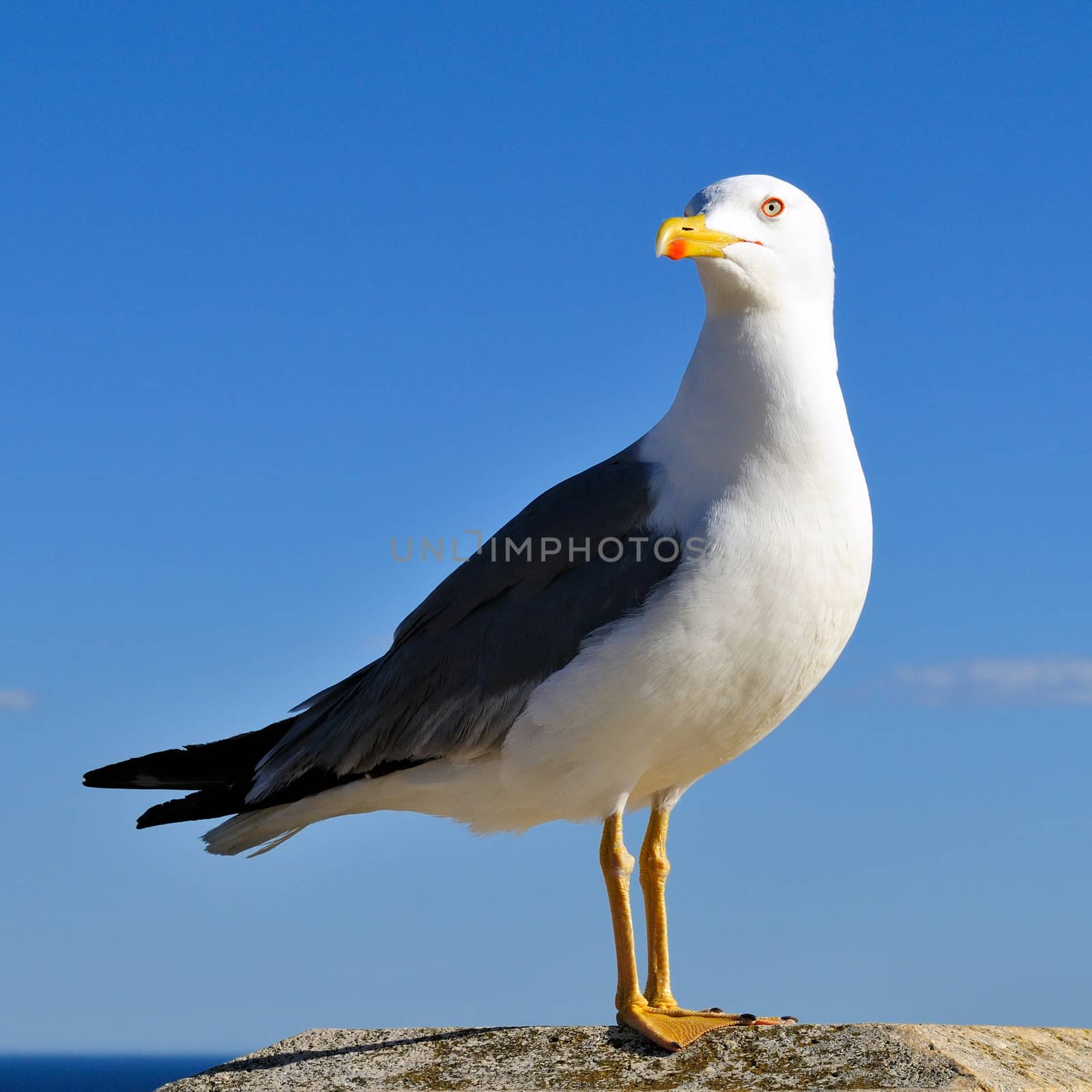 The seagull, sea bird par excellence, posing on a wall against the backdrop of the sea.