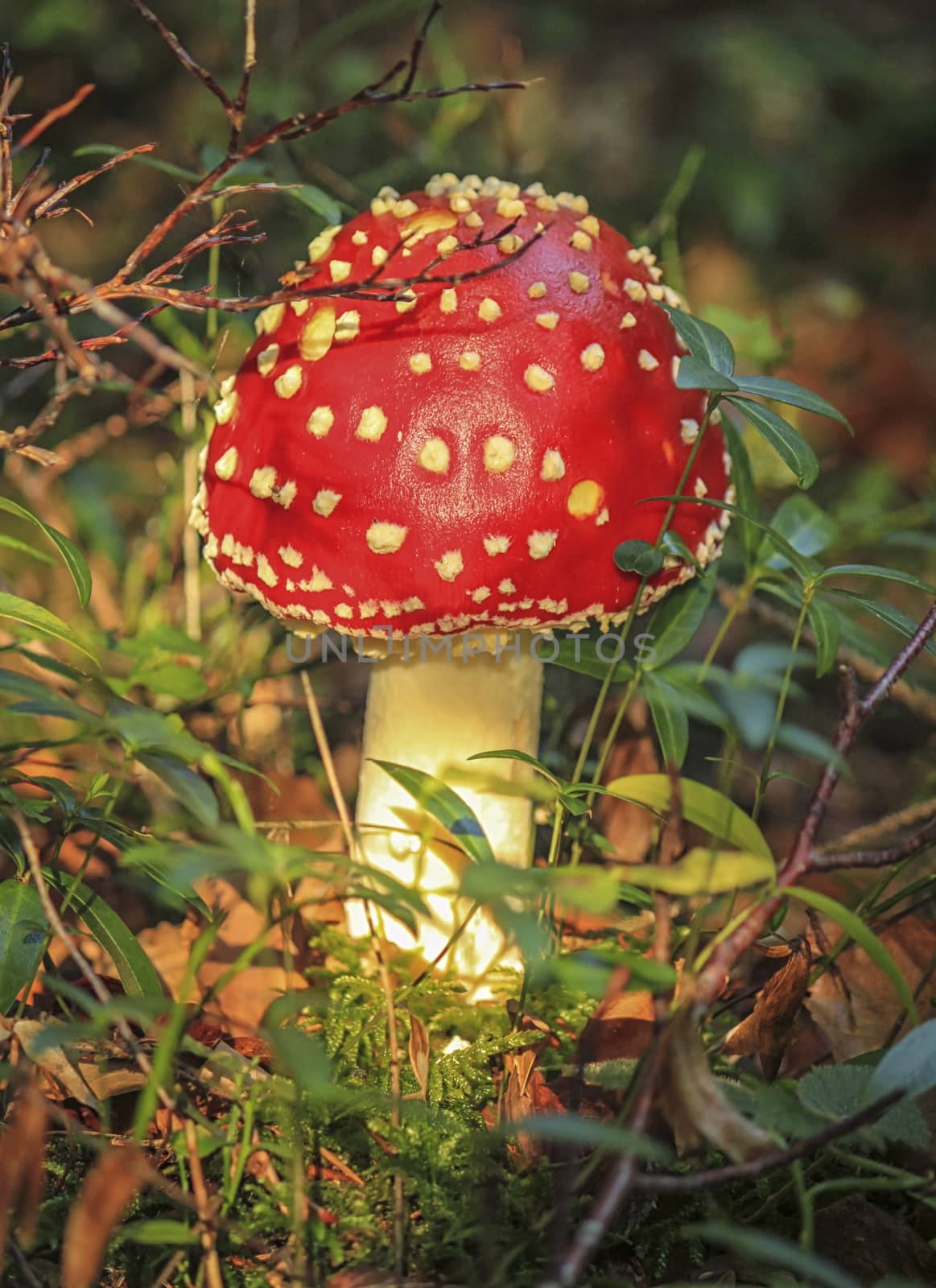 Fly agaric or amanita, amanita muscaria on the forest ground