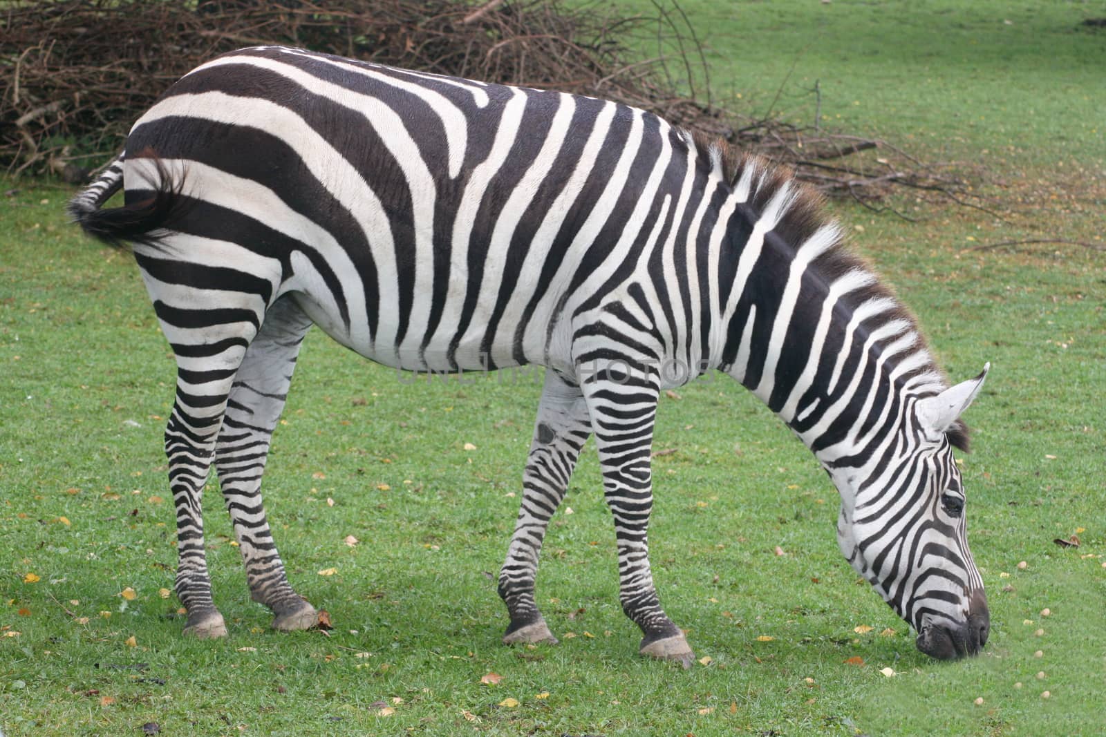 A Burchell's zebra (Equus quagga) in grazing on a green meadow