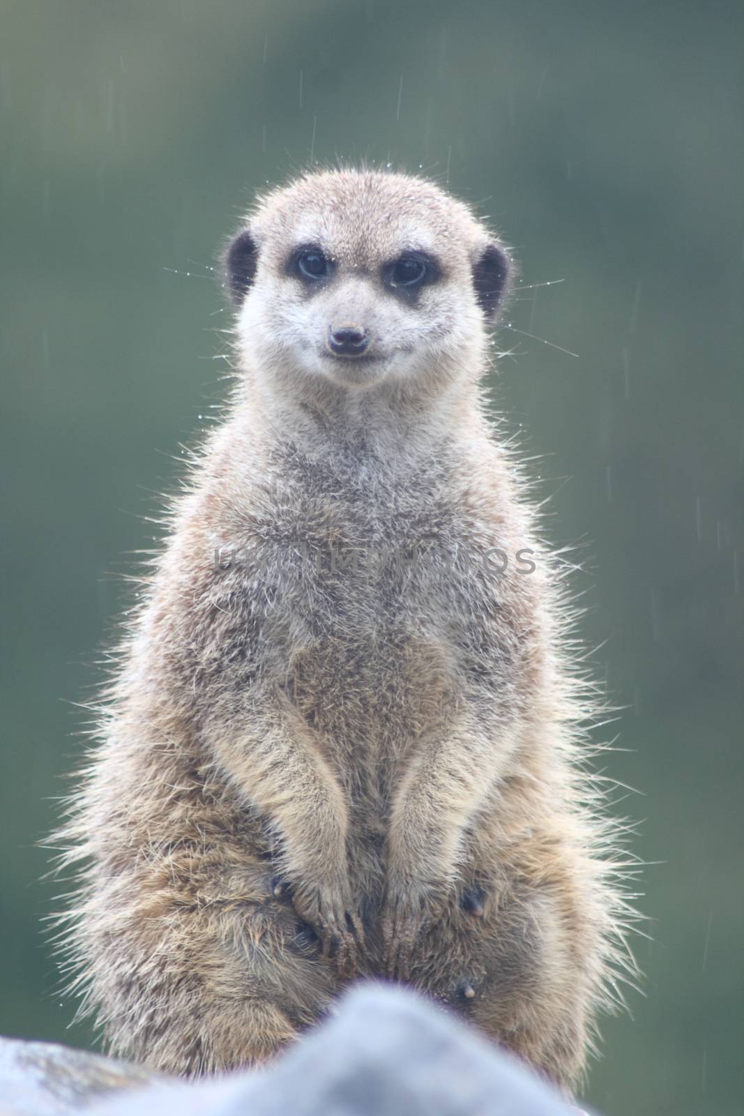 A Meerkat (Suricata suricatta) sitting attentively on a branch