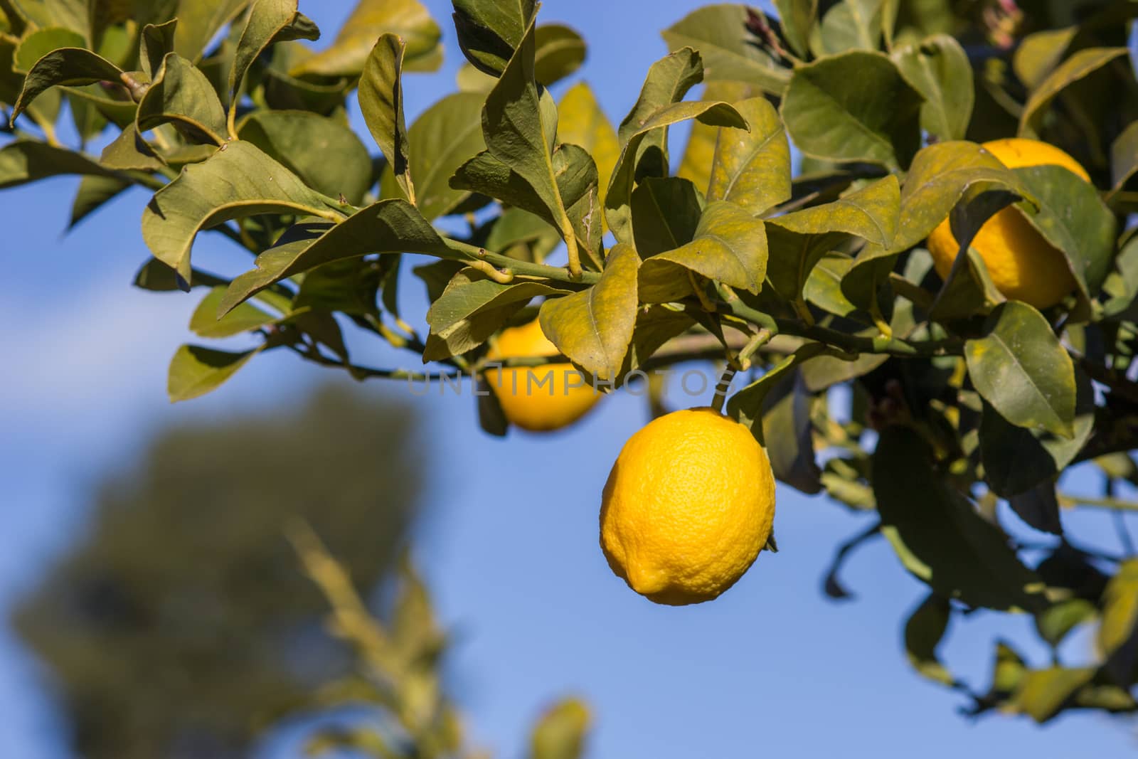 Lemons in the trees of an orchard