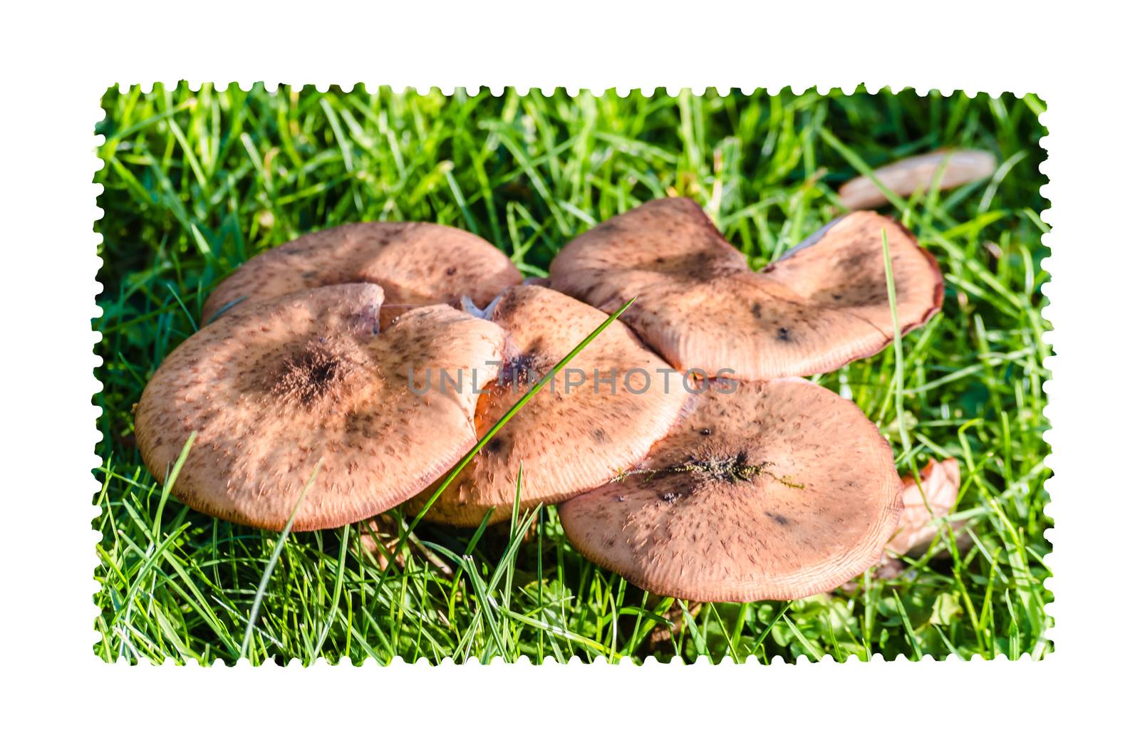 Internally generated stamp, Local mushrooms.