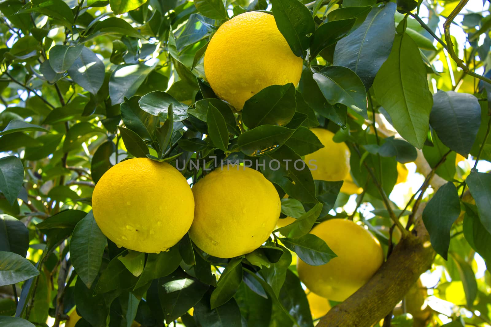 Grapefruit among the trees of an orchard