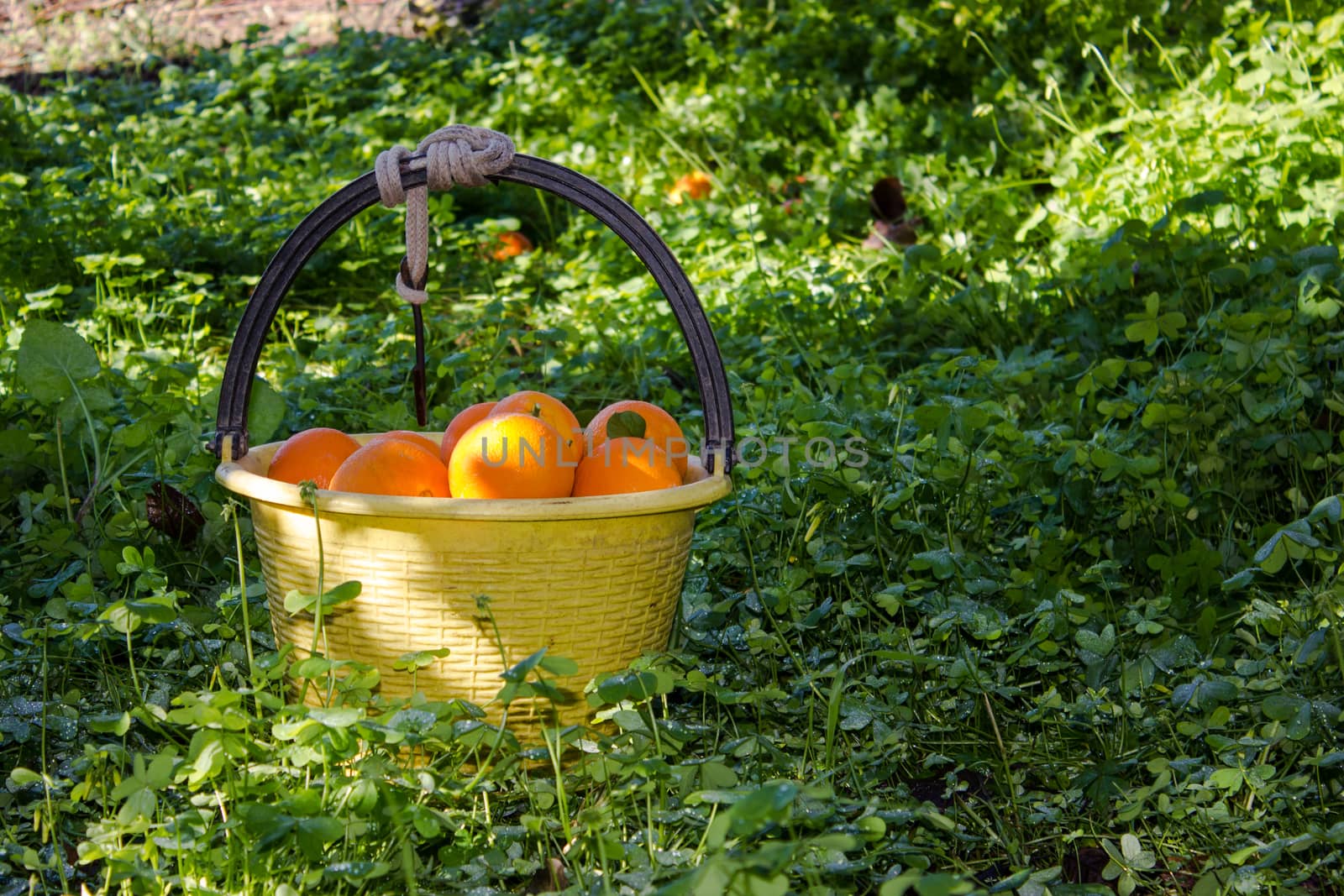 Oranges in the trees of an orchard