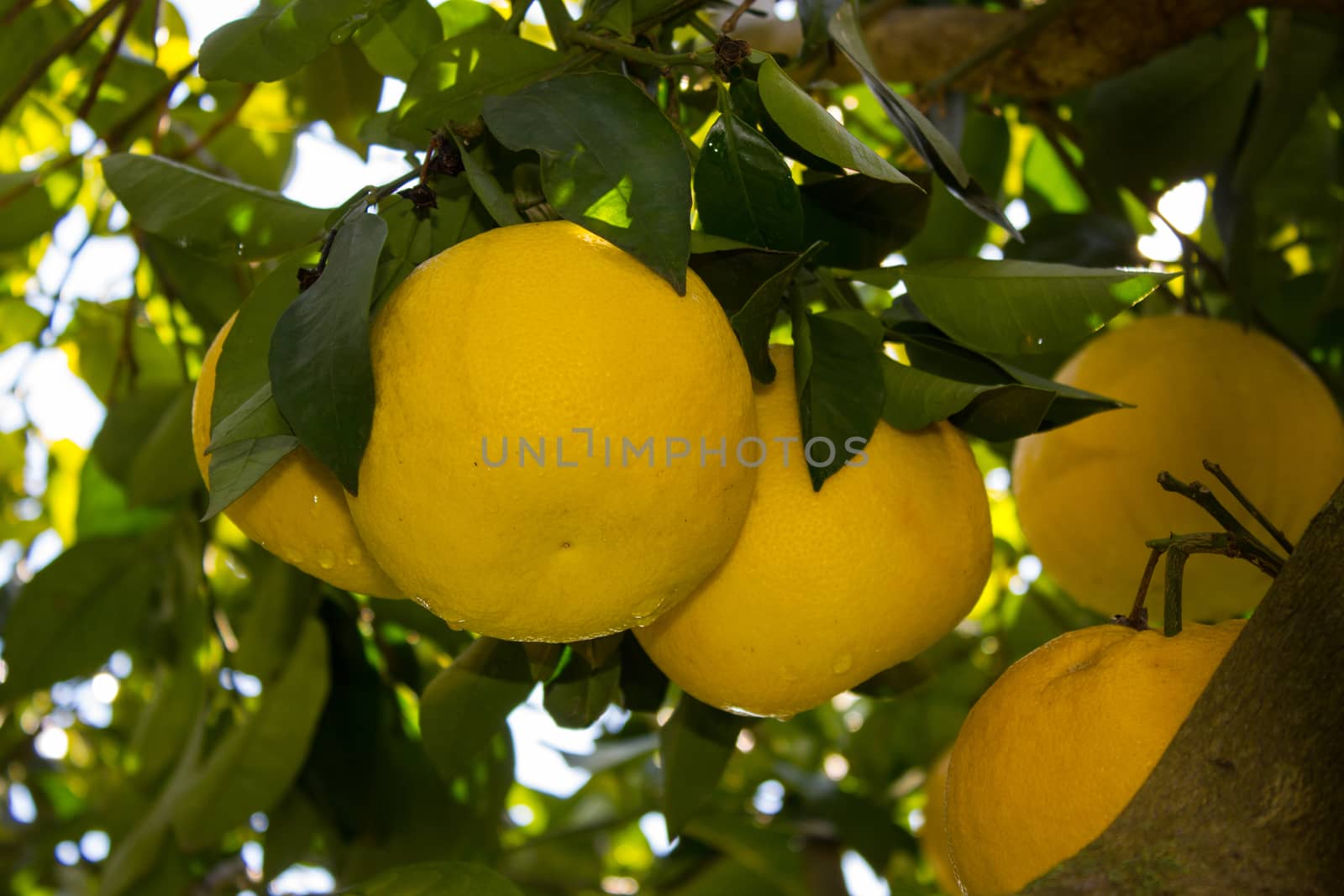 Grapefruit among the trees of an orchard