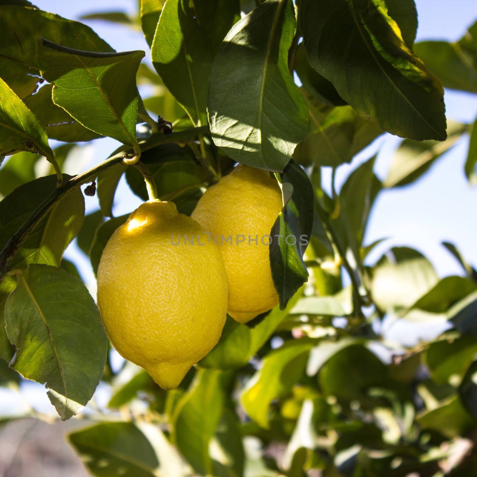 Lemons in the trees of an orchard