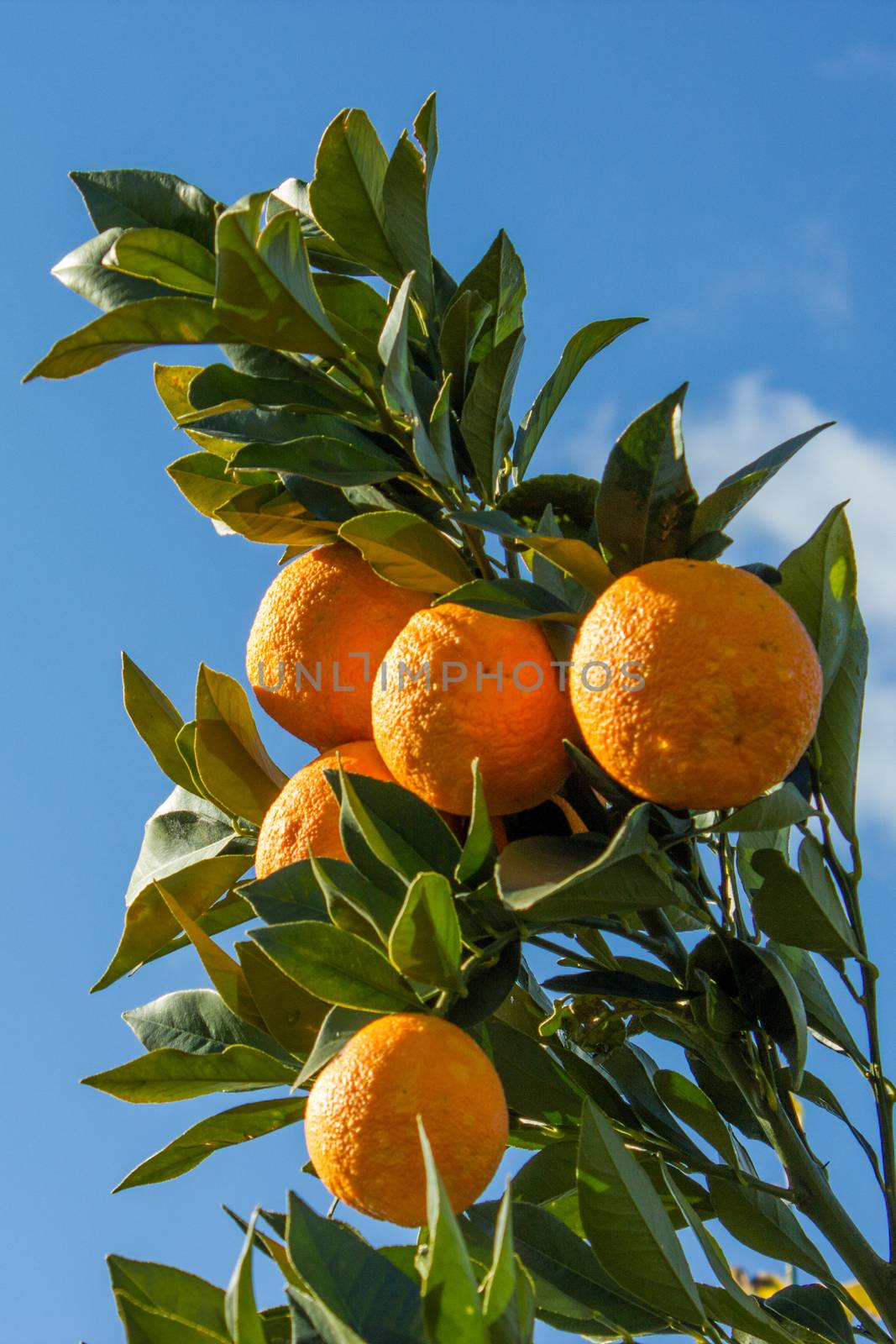 Oranges in the trees of an orchard