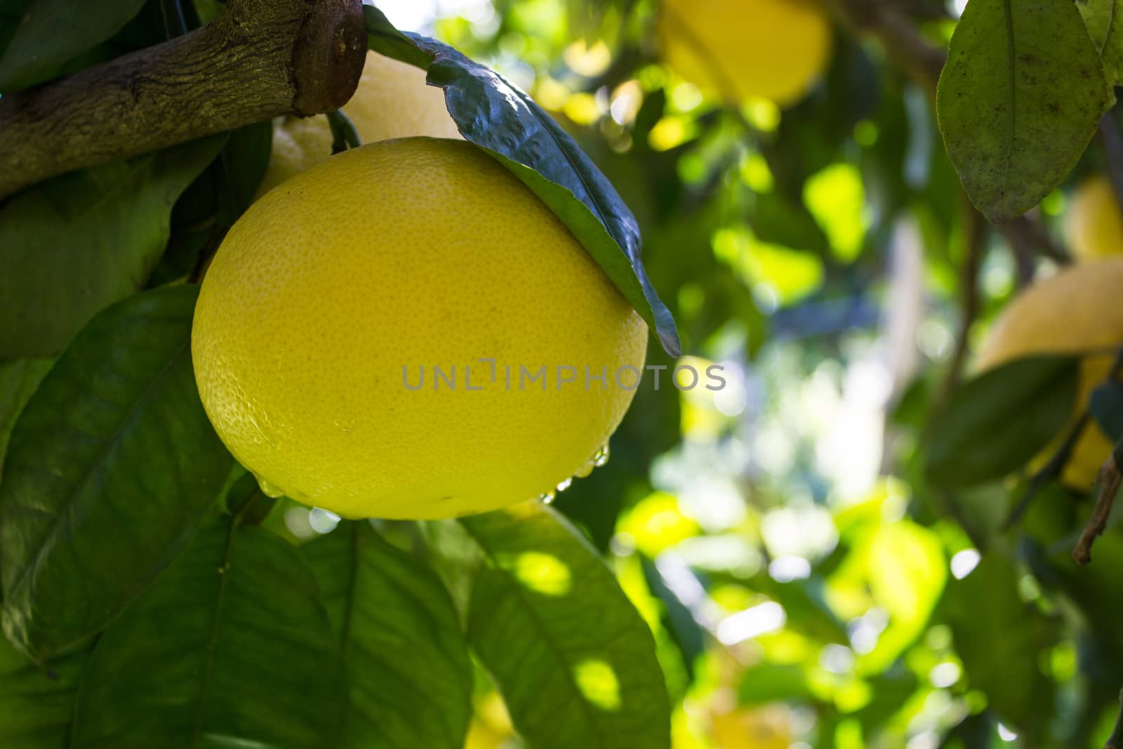 Grapefruit among the trees of an orchard