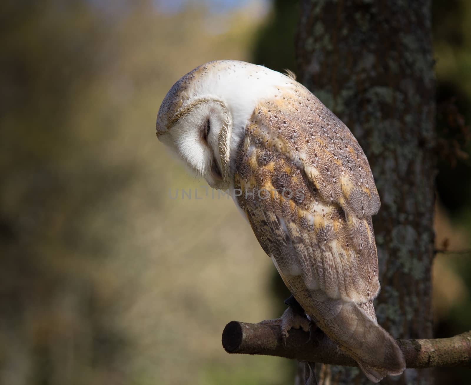 Barn owl perched on a branch