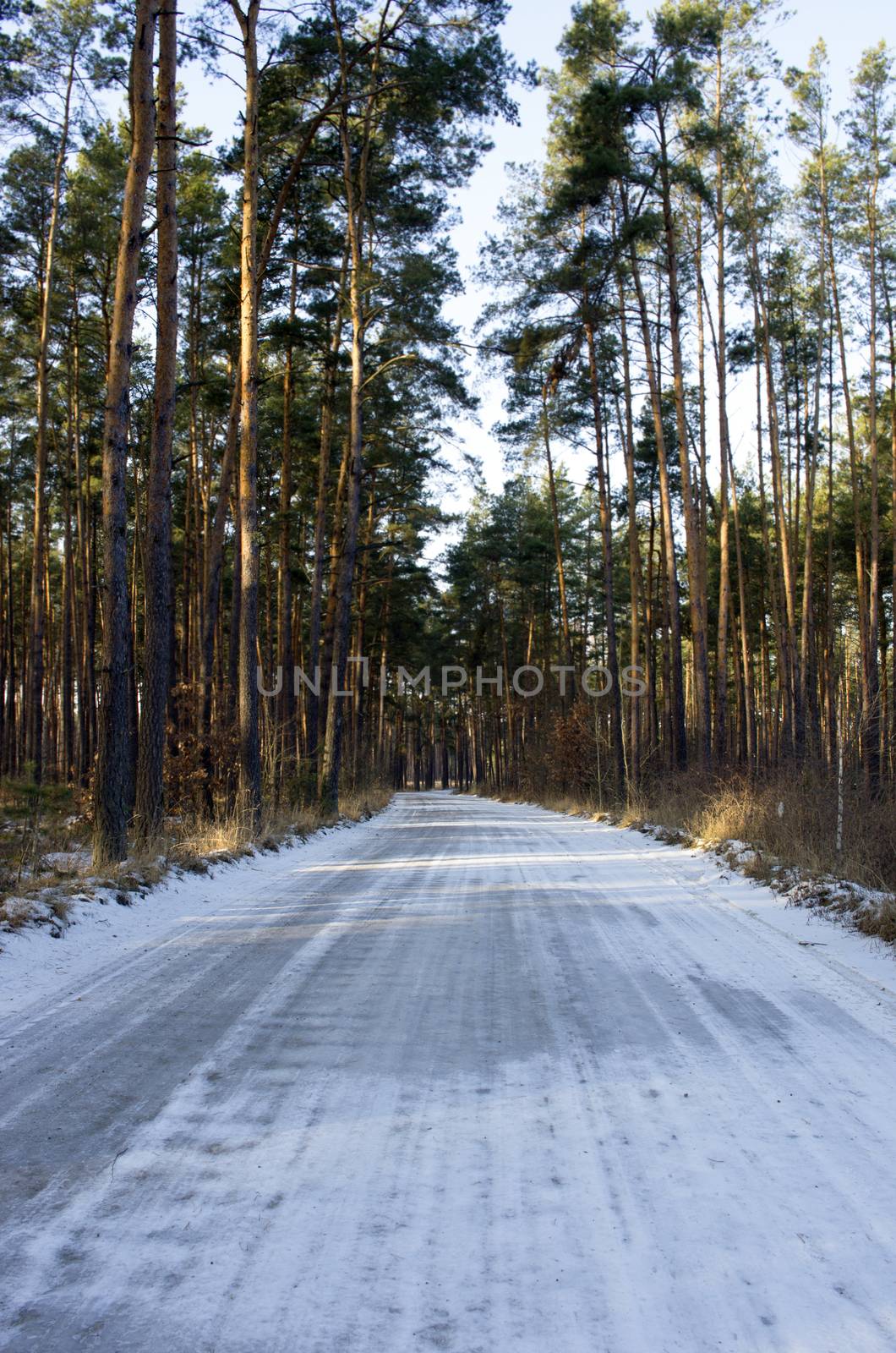 Winter country road with fir forest on the side (overcast day).  by dolnikow