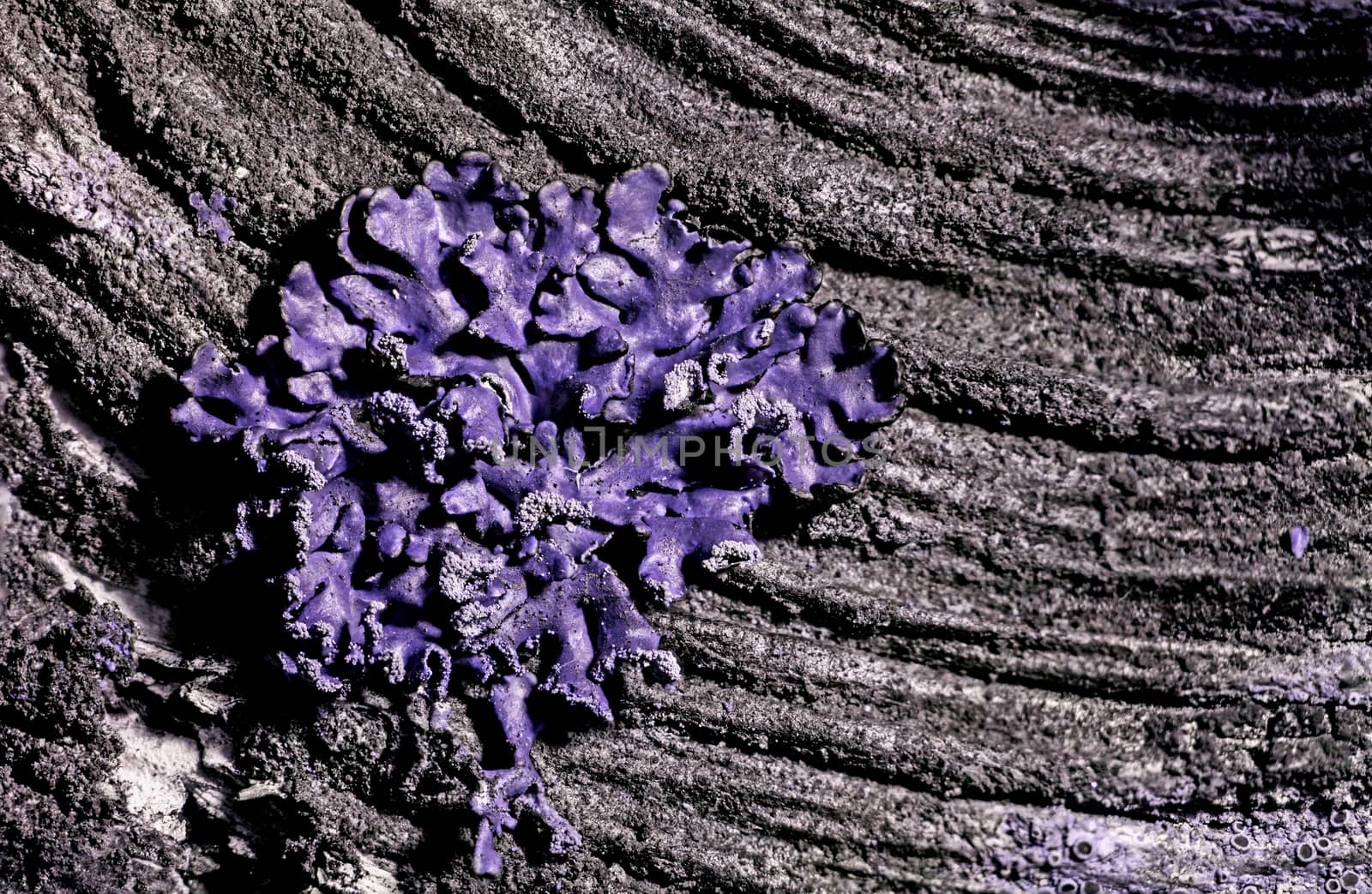 Lichen by thomas_males
