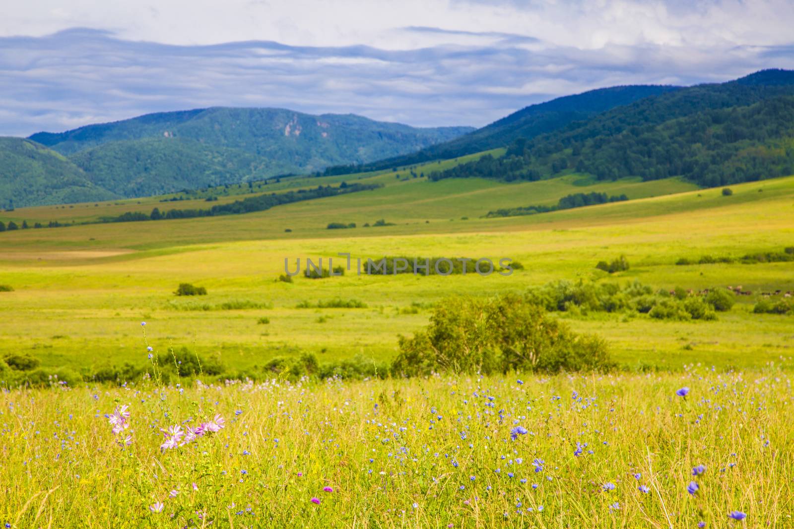 field and blue sky by anelina