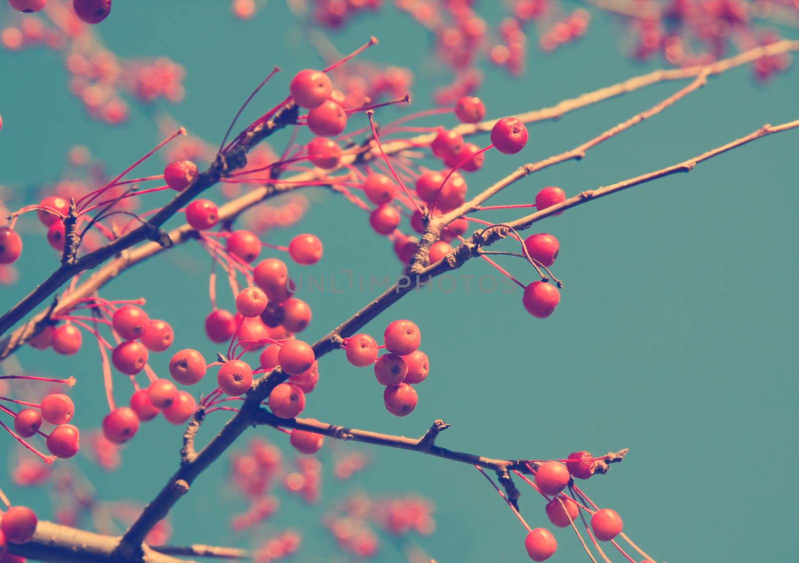 branches of a tree with red berries
