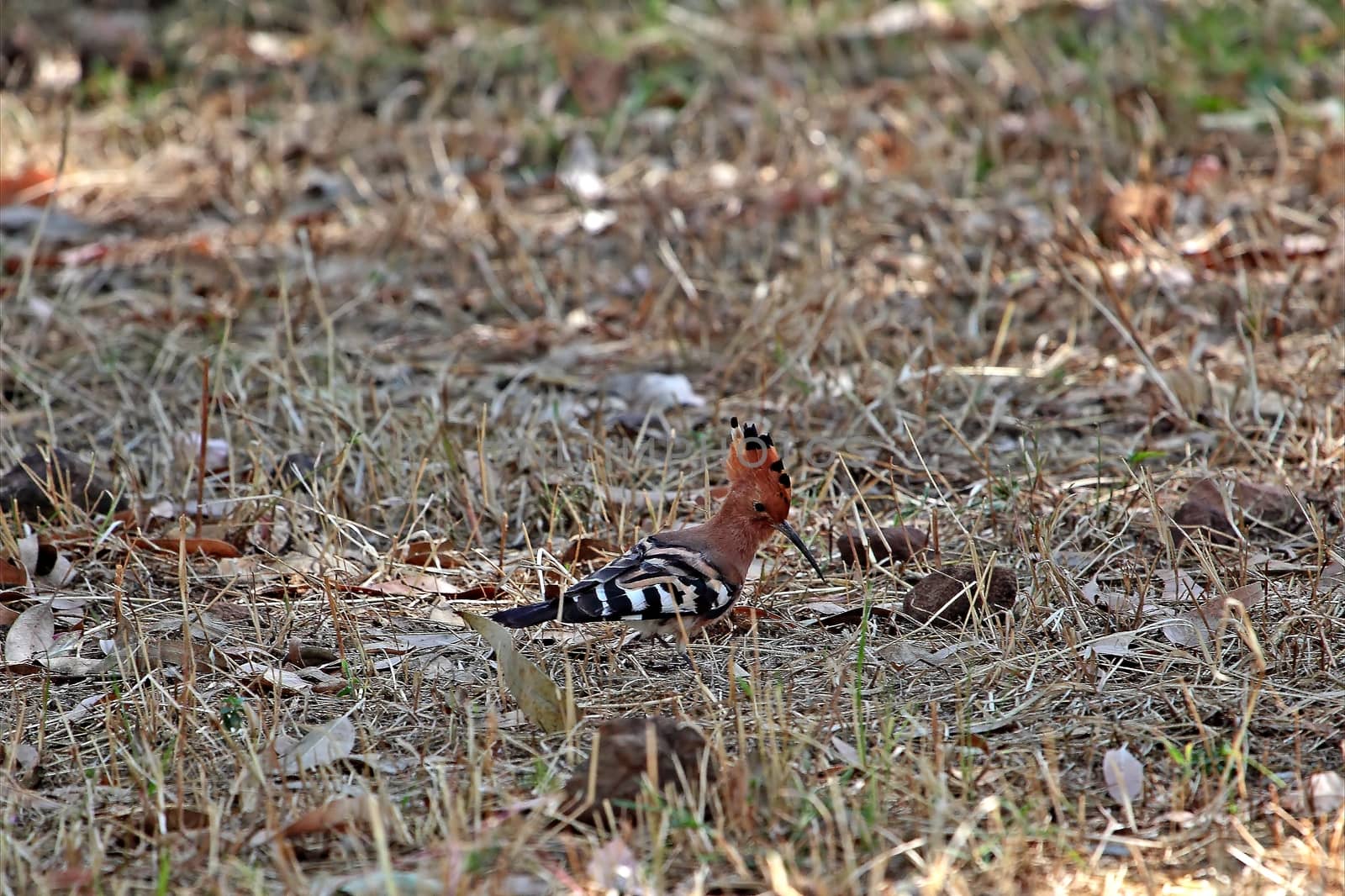 Hoopoe (Upupa epops)