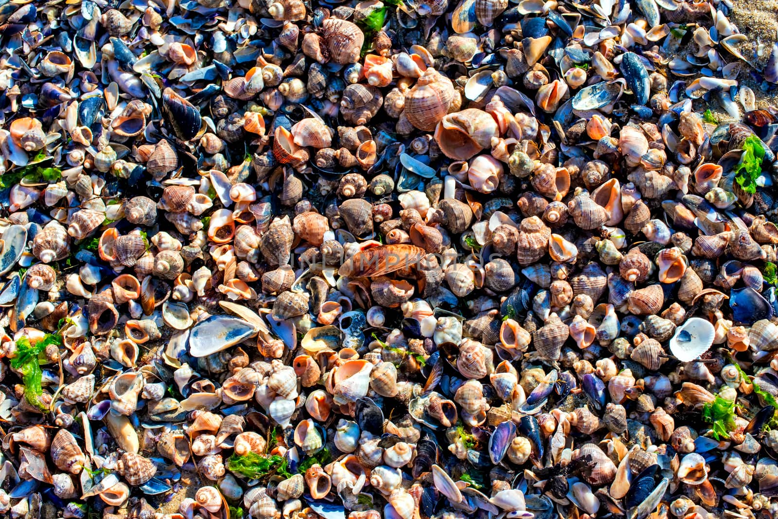 mollusk shells thrown up by the sea on the bar