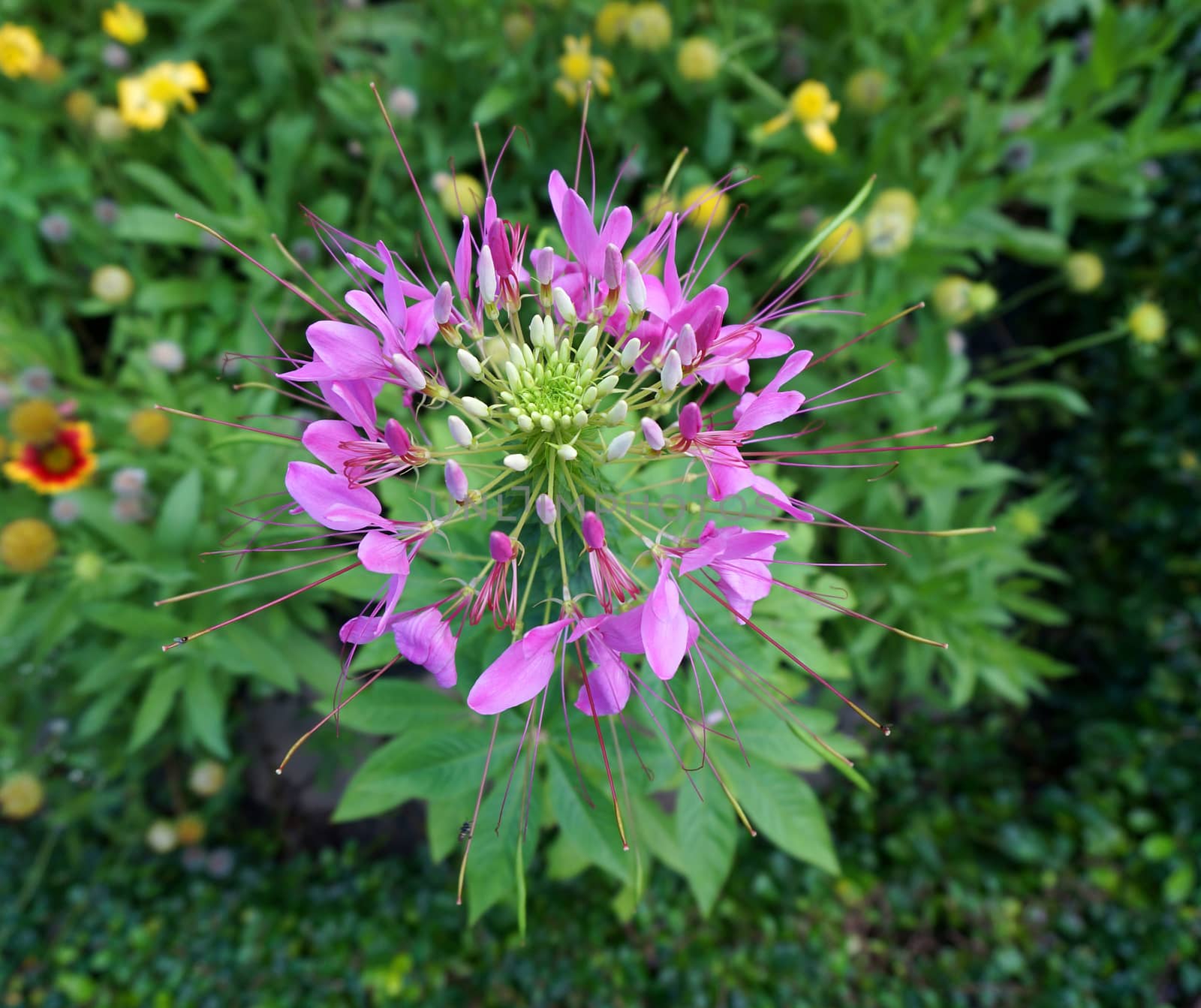 Cleome hassleriana or pink spider flower by ninun