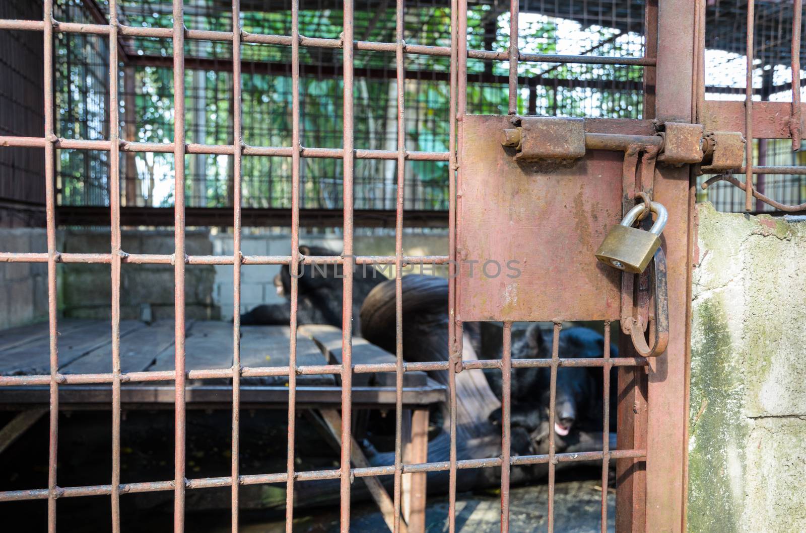 Iron cage used detention Asiatic Black Bear is locked with a key. The problem of illegal wildlife trade