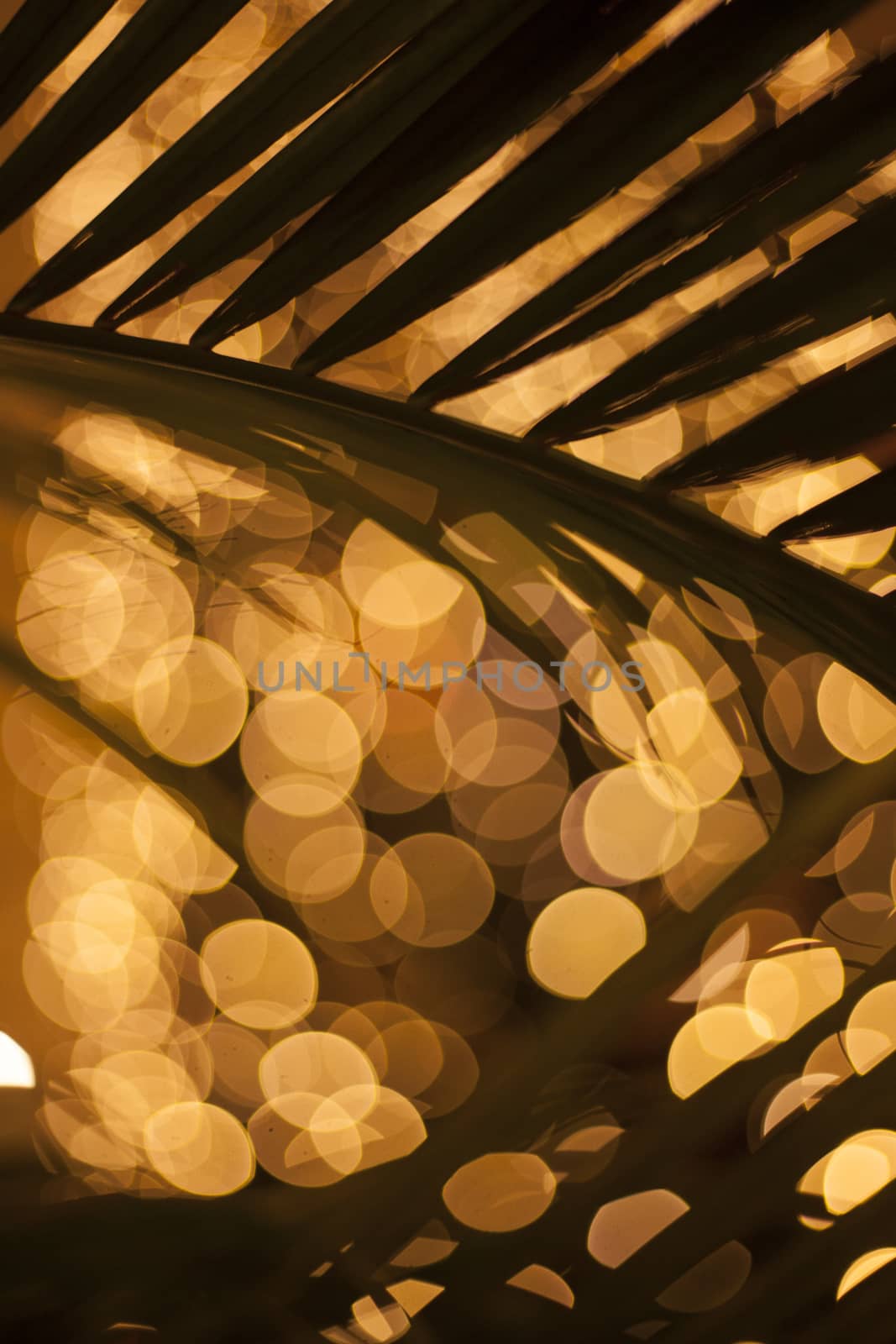 Palm trees at night in nightclub bar bokeh lights by edwardolive