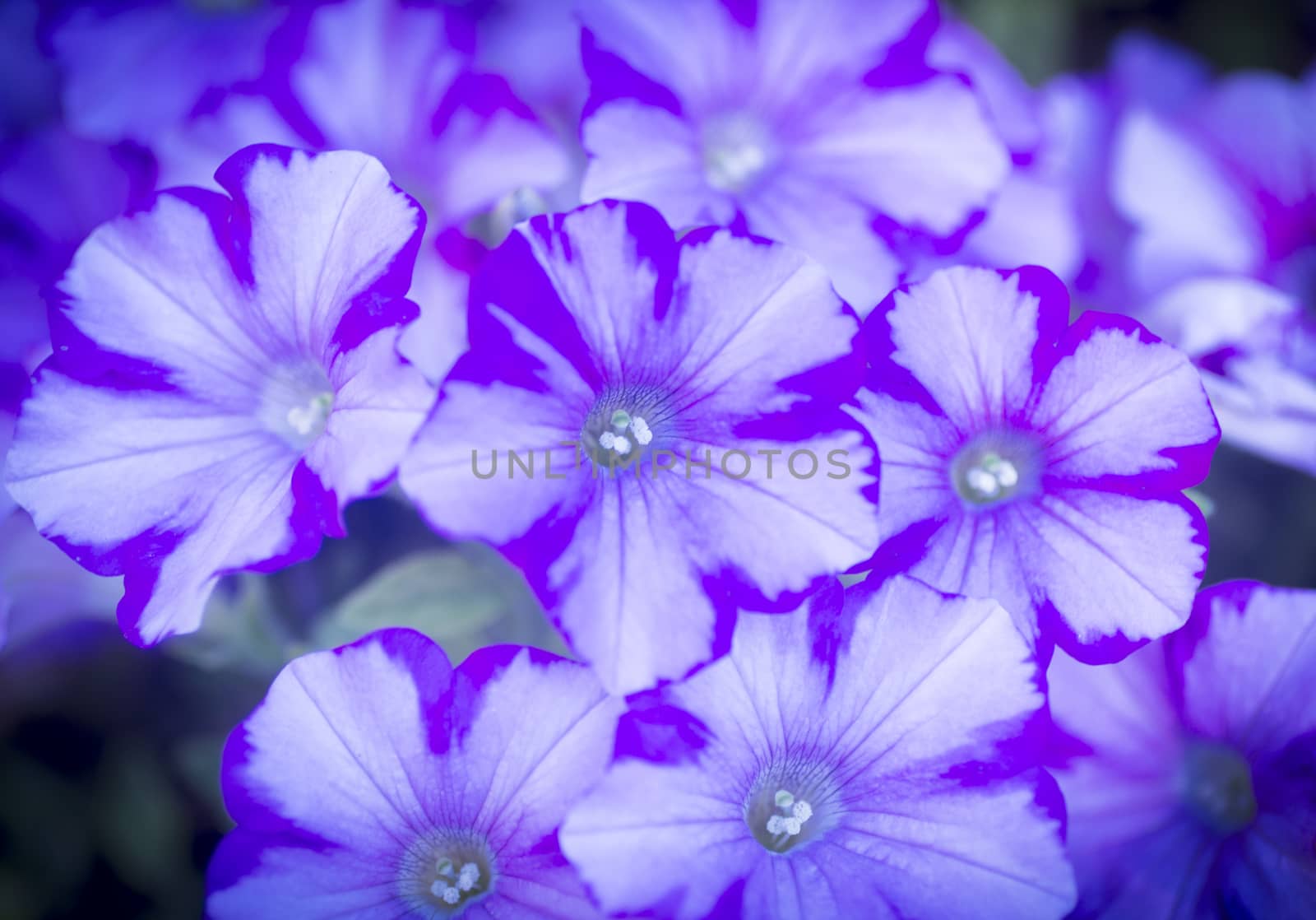 Photo of purple, light blue and white flowers in artistic colour tones with shallow depth of focus and out of focus background shot in garden in Madrid, Spain. 