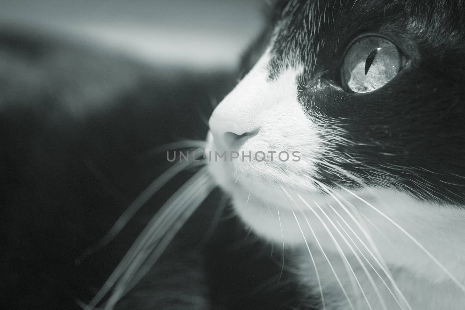 Black and white male cat portrait sitting looking close-up with whiskers. 