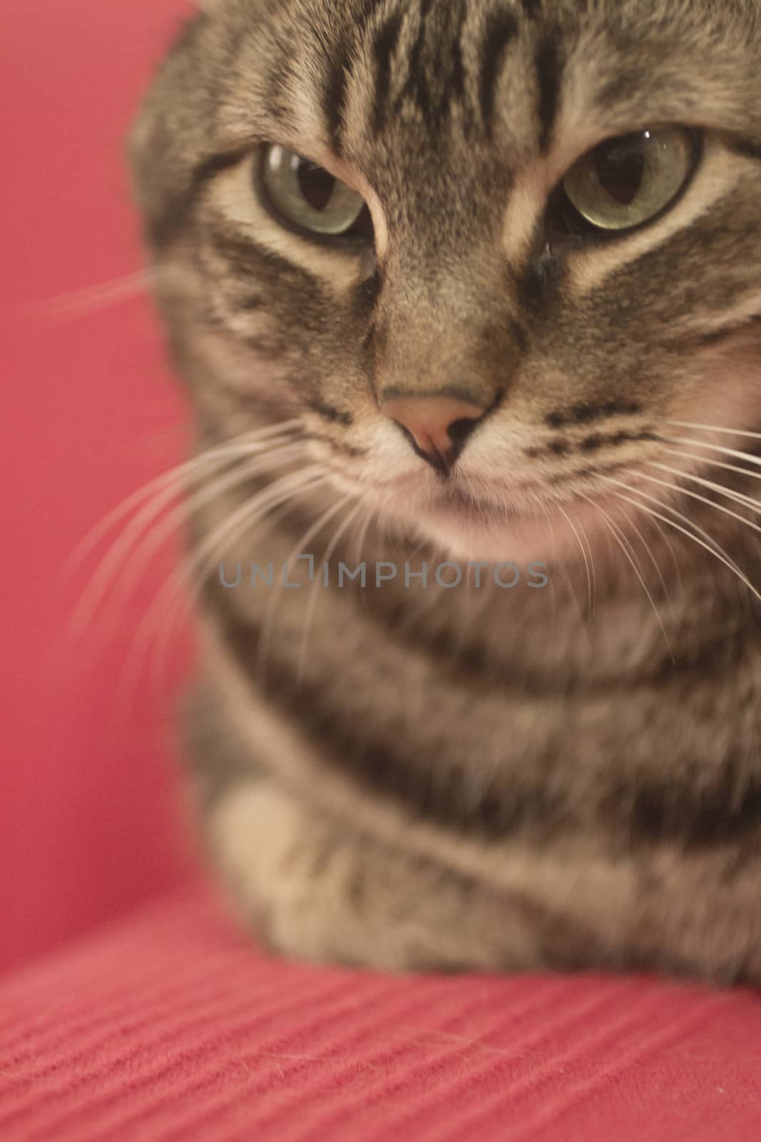 Tabby cat sitting looking on red sofa background by edwardolive