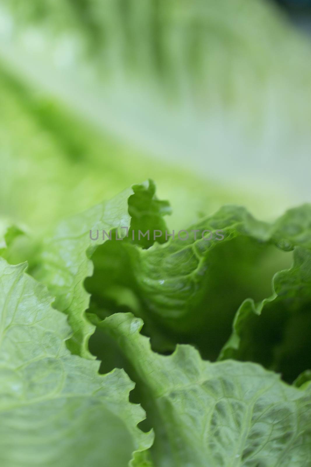 Organice iceberg green lettuce leaves close-up with shallow depth of focus for copy space. 