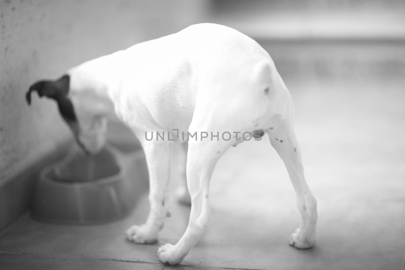 Little black and white dog eating food from behind by edwardolive