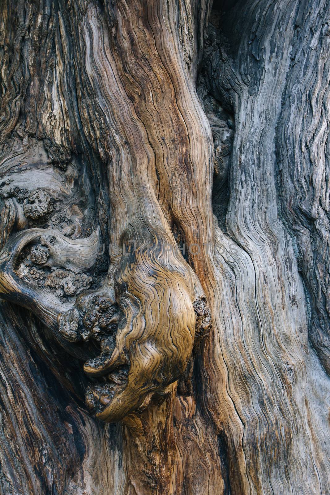 old Cypress in temple of heaven,Beijing