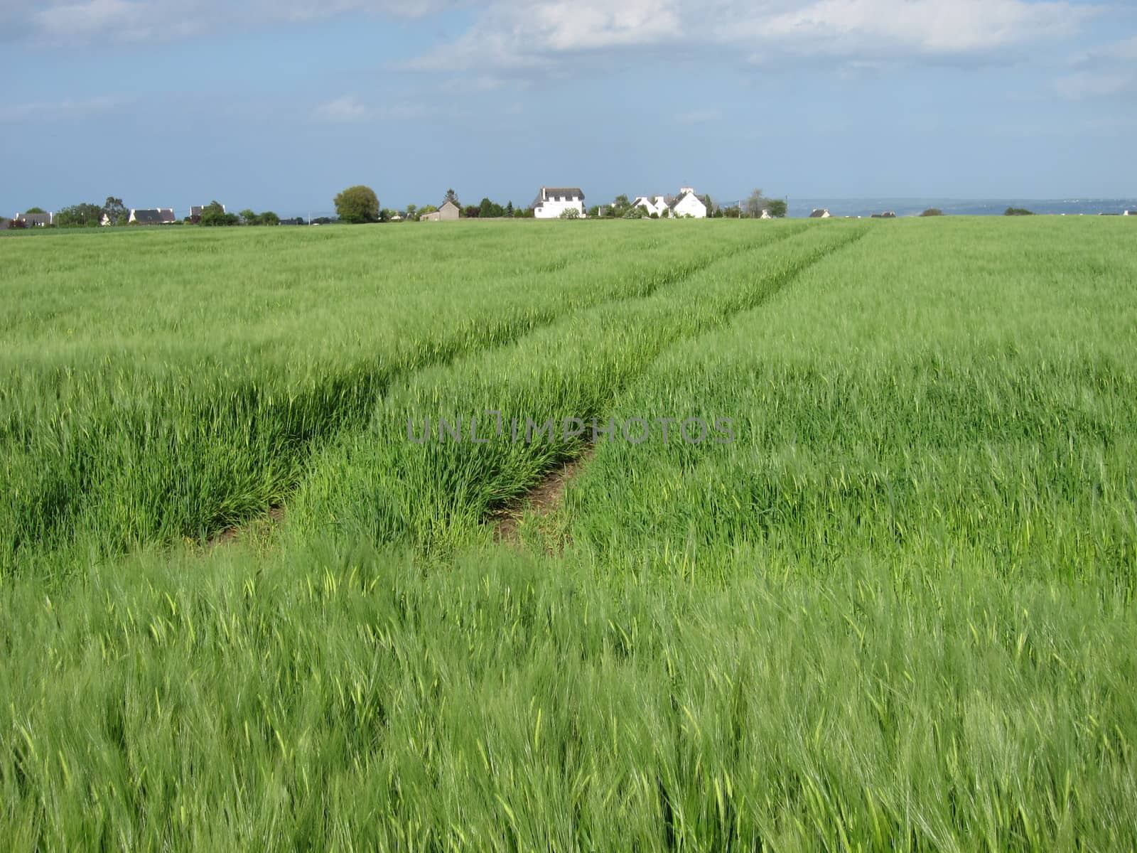 Rye field