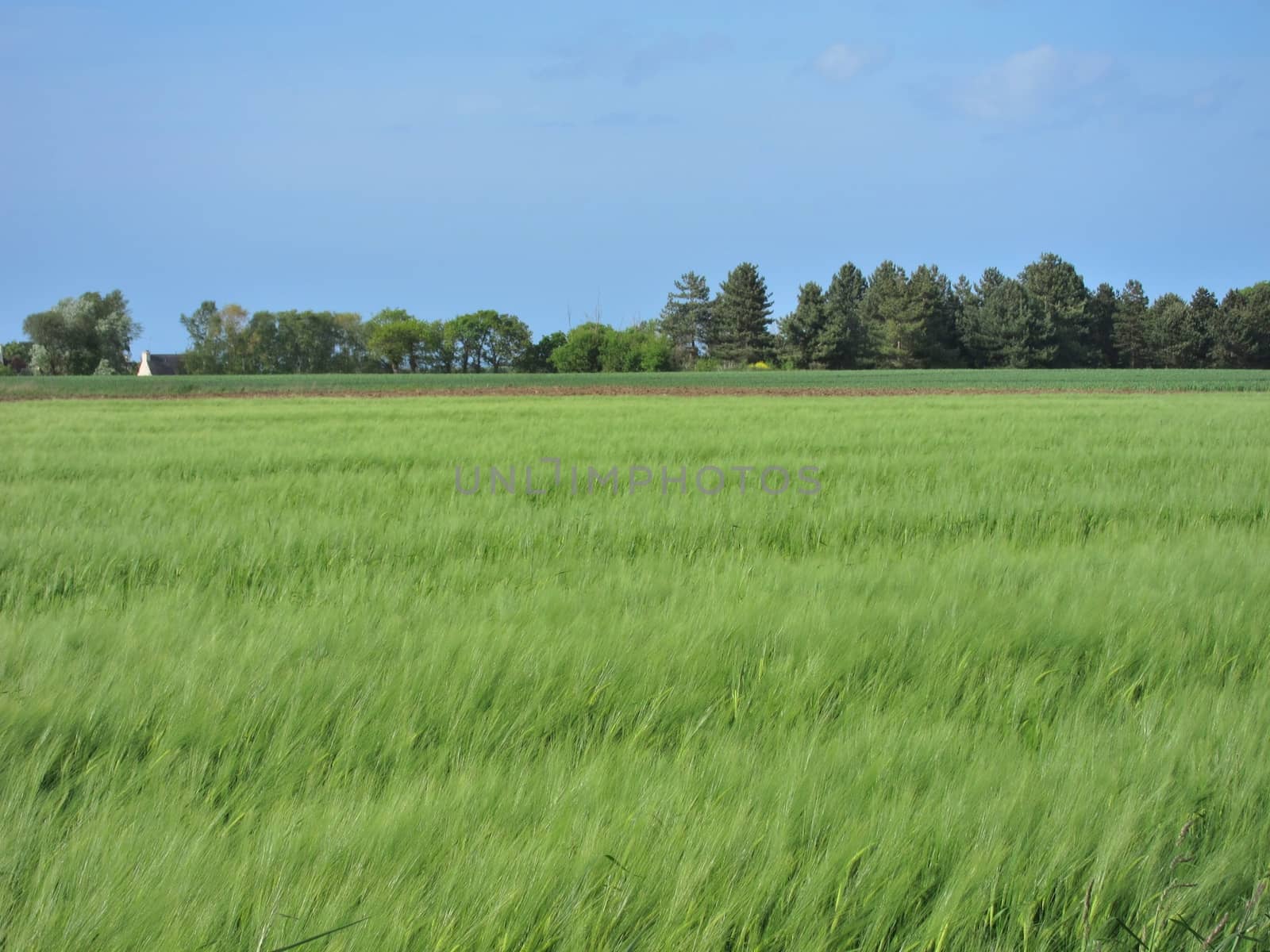 Rye field