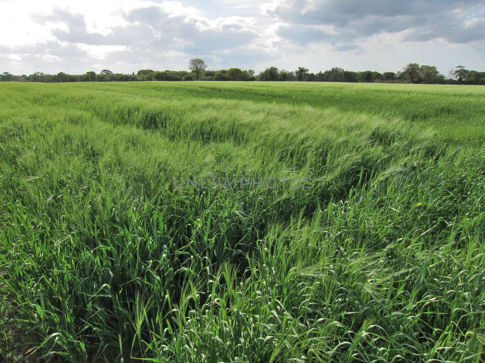 Rye field