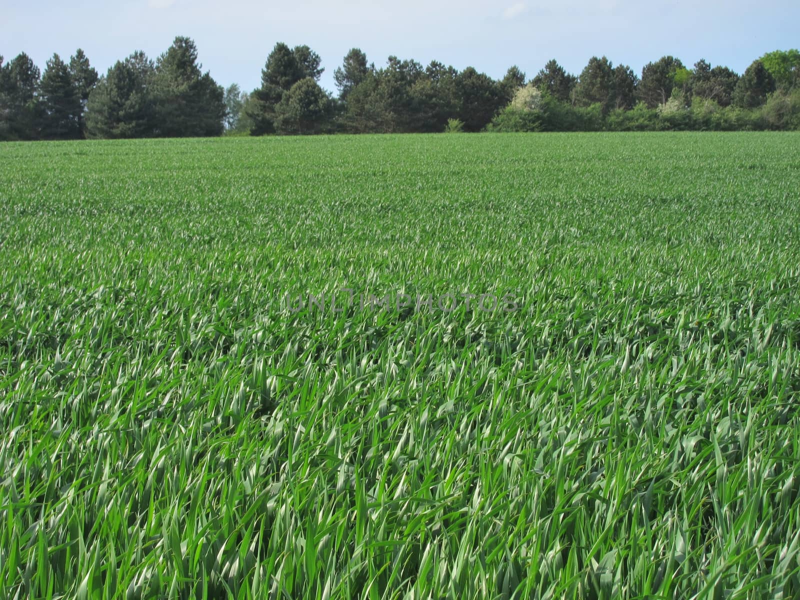 Wheat field