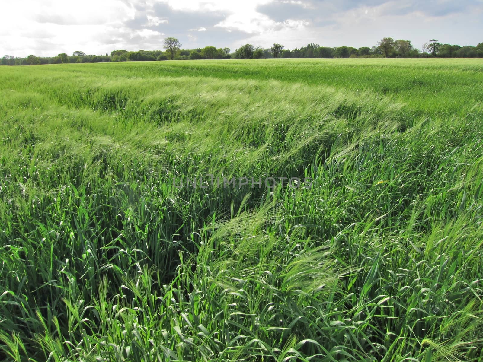 Rye field