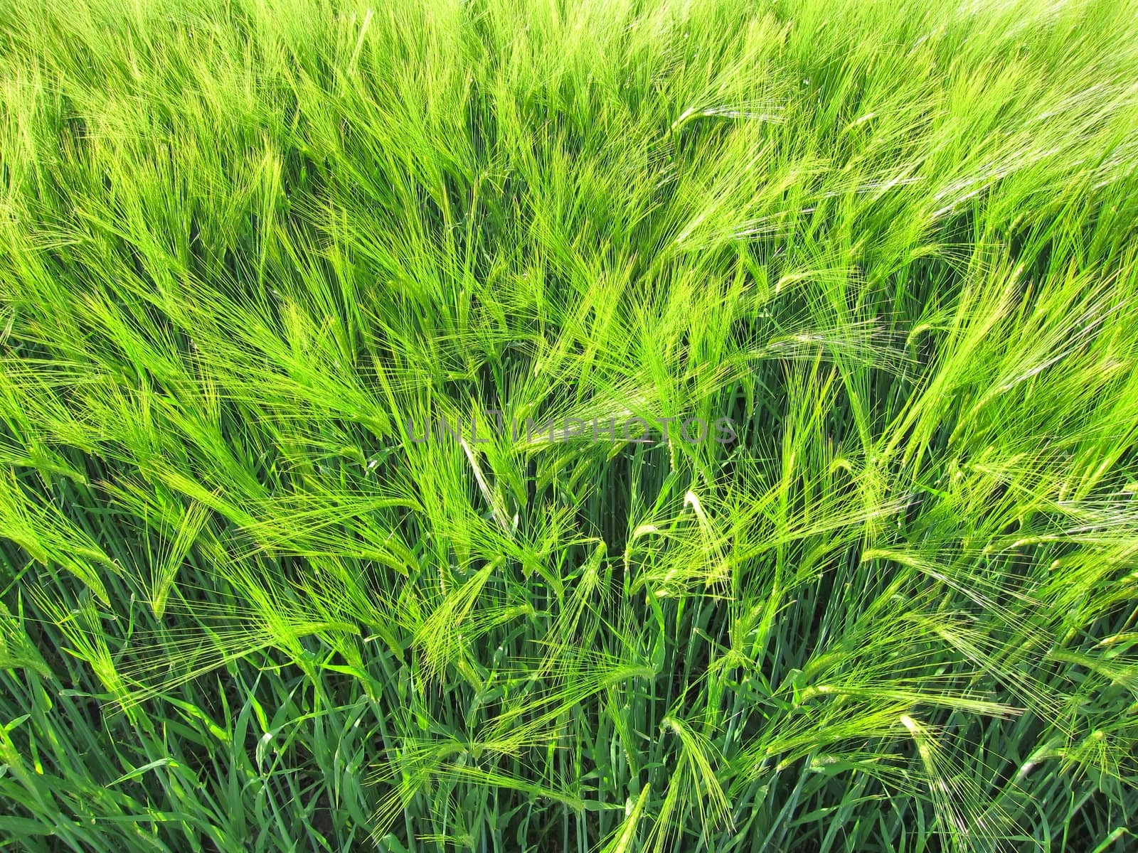 Green rye