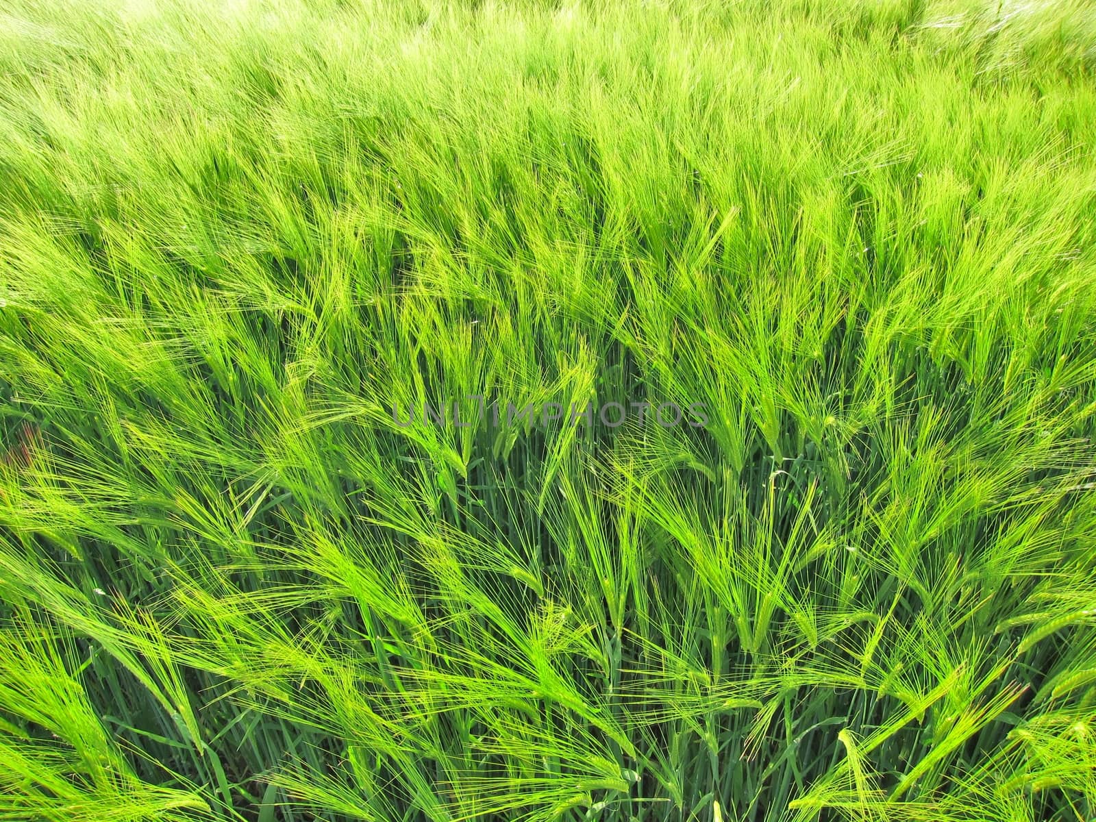 Green rye