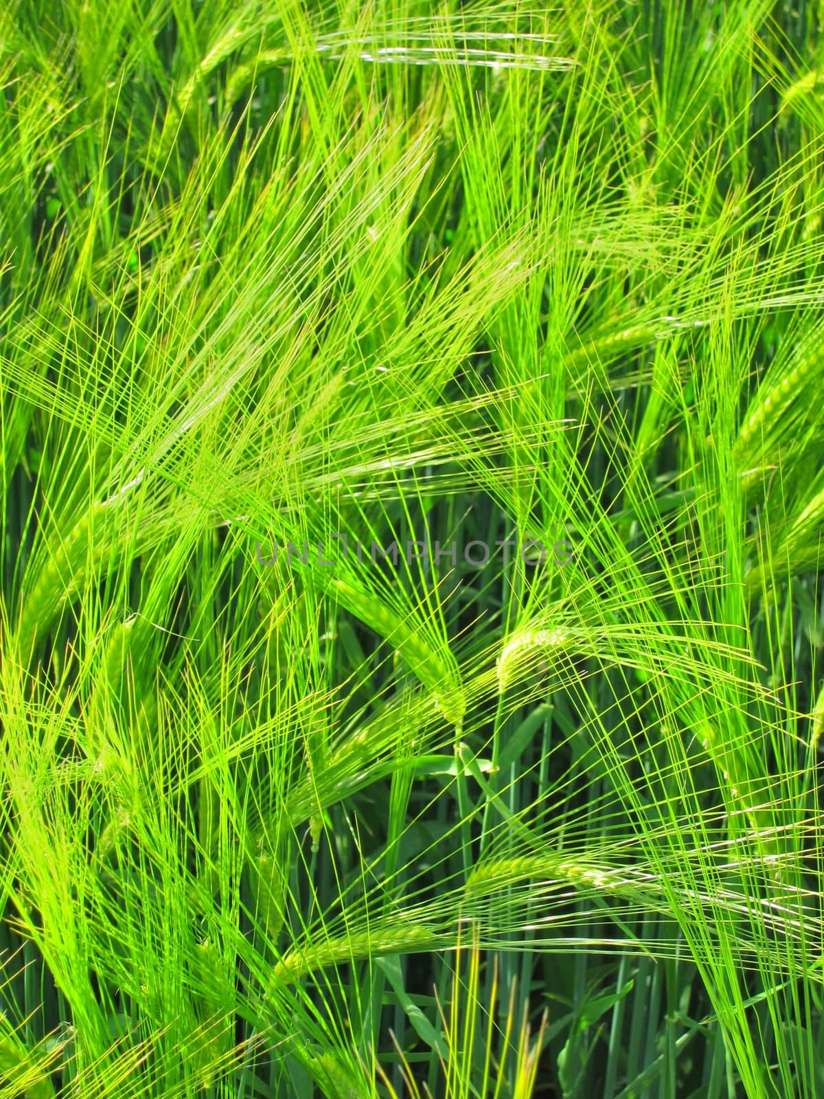 Green rye