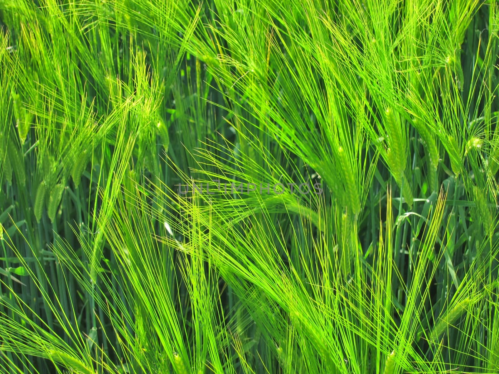 Green rye