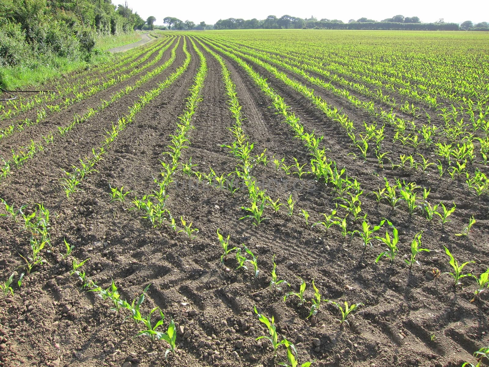 Corn  field in  Spring