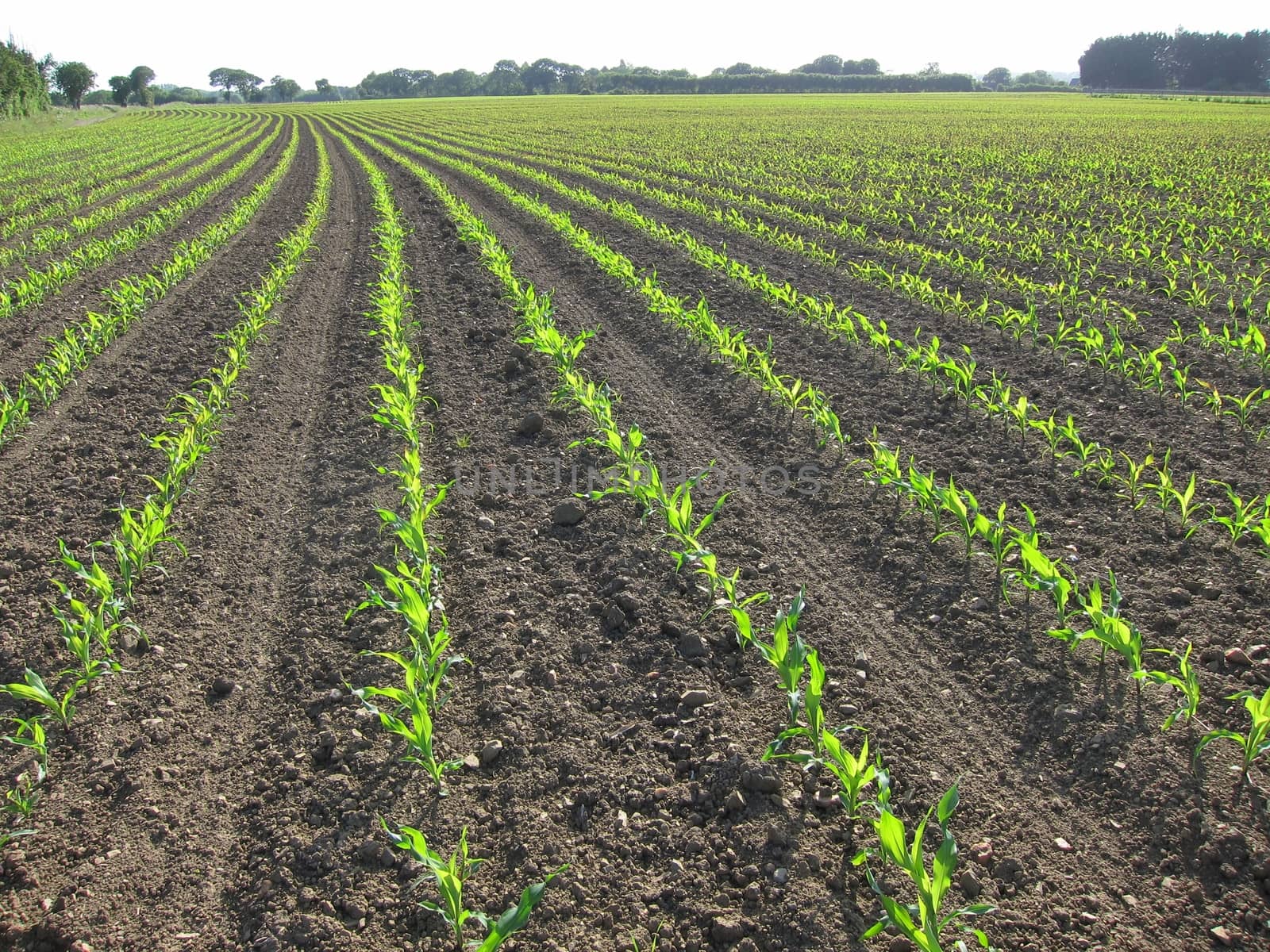 Corn  field in  Spring