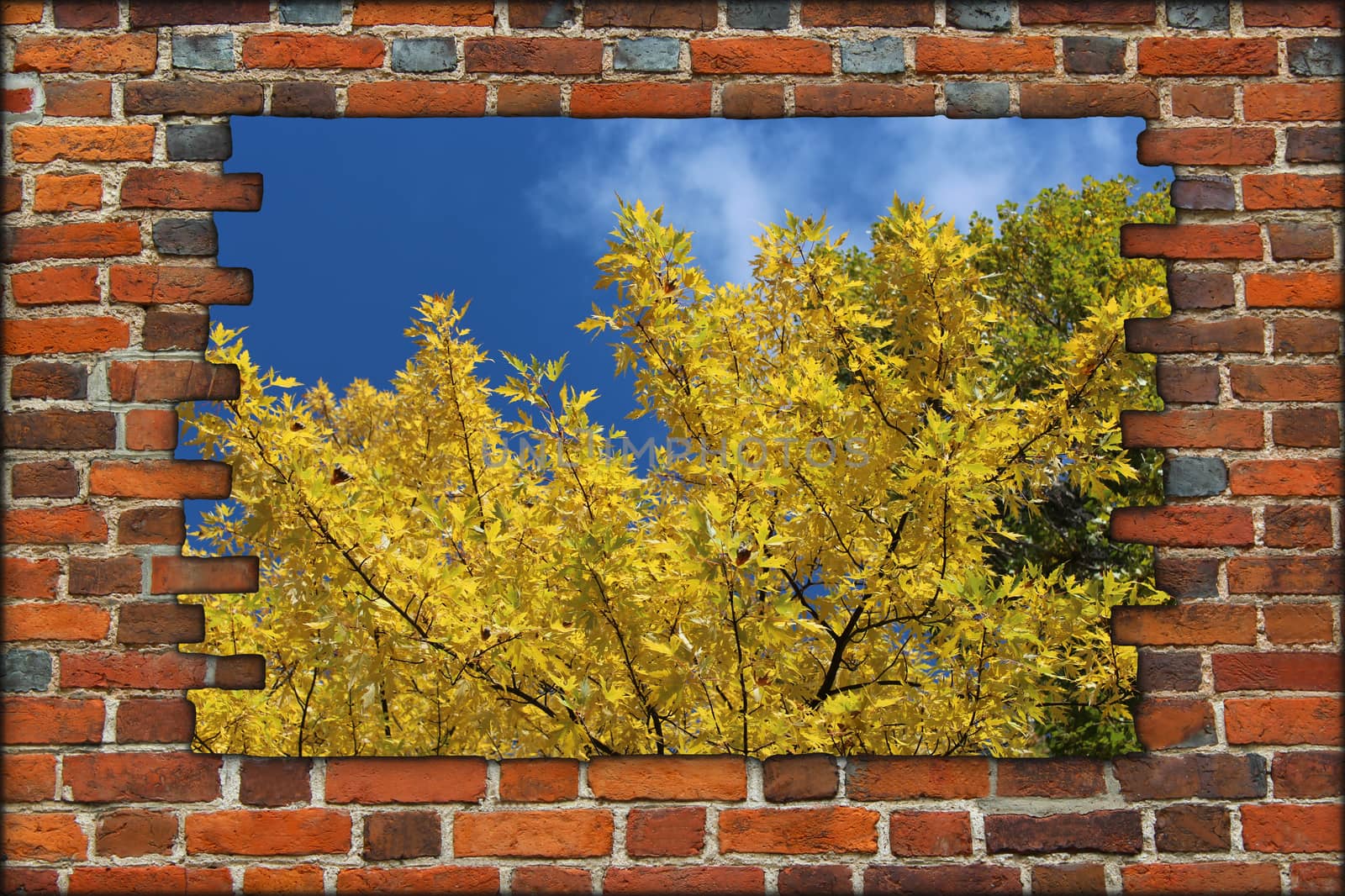 broken brick wall and view to to Autumn yellow tree and blue sky